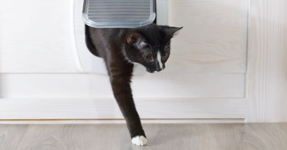 Cat using cat door