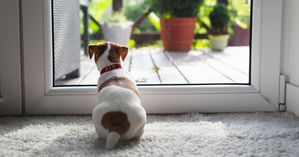 dog waiting at door