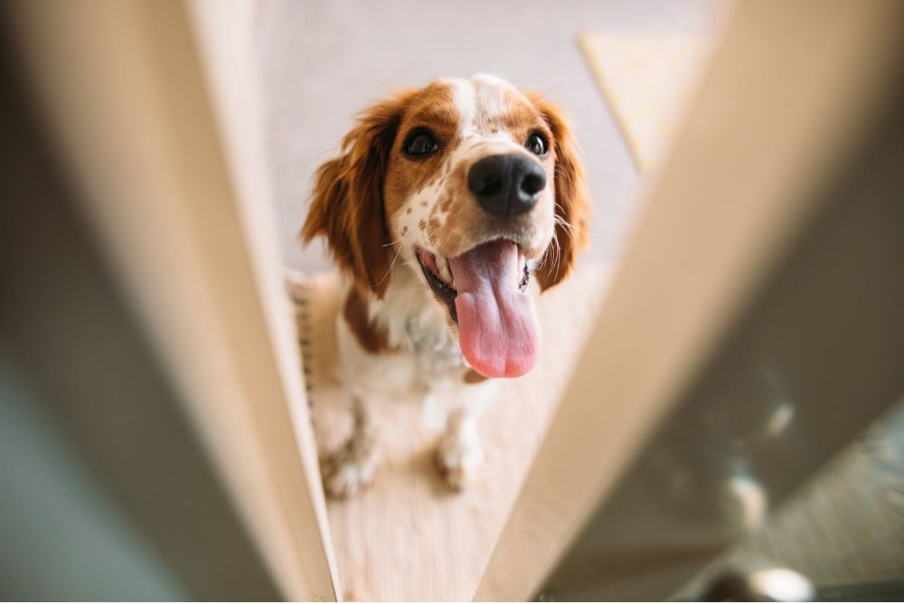 pet doors for sliding doors